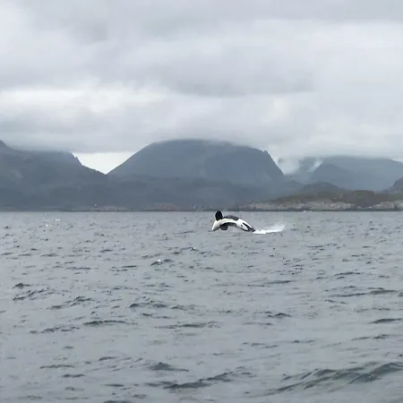 公寓 Fishermans Rorbu 3 - Lofoten